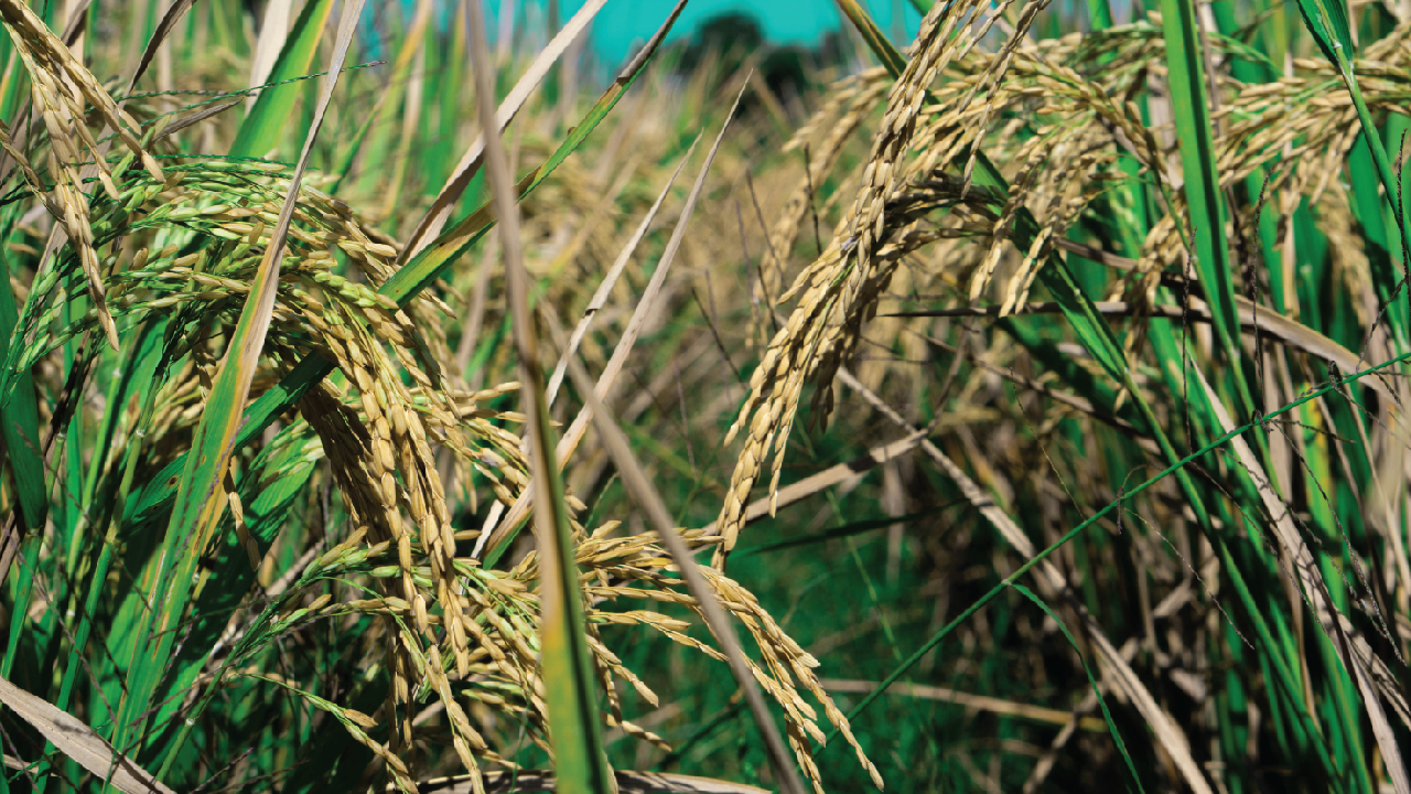 Rice-food
